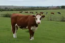 Farm Animals List: A Field Guide to the Animals of the Farm