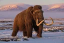 16 Fascinating Facts About Woolly Mammoths That'll Blow You Away