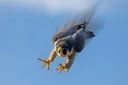 Fastest Animals on Earth That Move at Unimaginable Speeds
