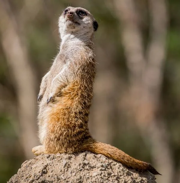 Slender mongoose with distinctive black-tipped tail on rocky ground