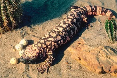 Gila monster, a venomous desert lizard
