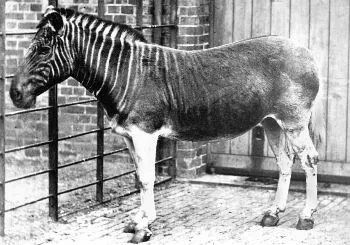 Quagga, a plains zebra with stripes only on the front of its body