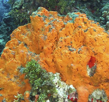 Orange ear elephant sponge spread across a reef