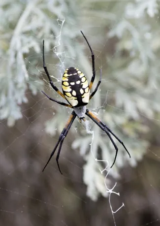 A golden orb weaver spider on its web