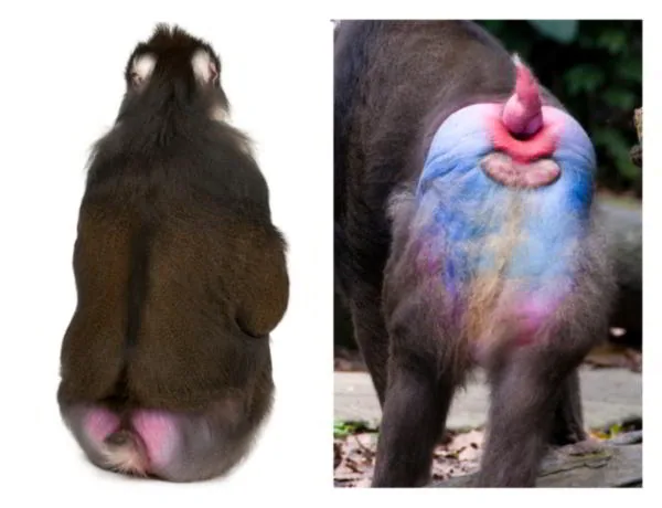 Mandrill sitting, showing its colorful cushion-like rump
