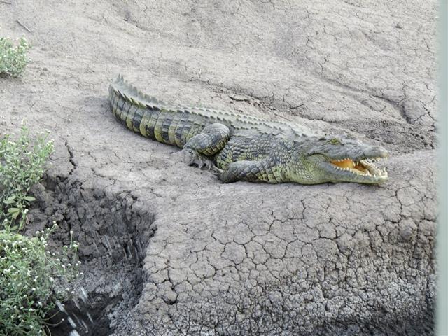 An African crocodile basking on a muddy bank