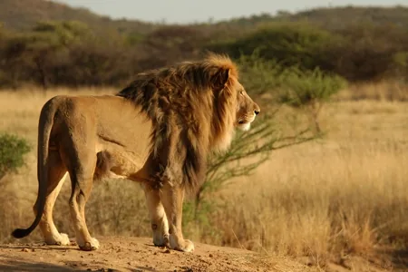 Lions resting on the open African savanna with dry grass stretching into the distance