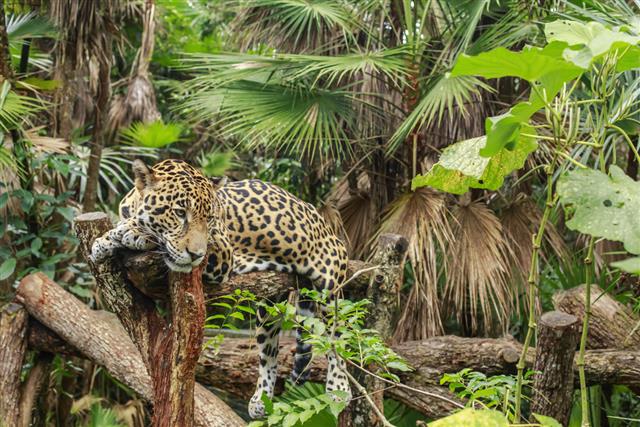 A jaguar at rest in a zoo enclosure, showing its muscular build and spotted rosette pattern