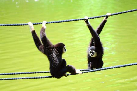 Funny monkey poses