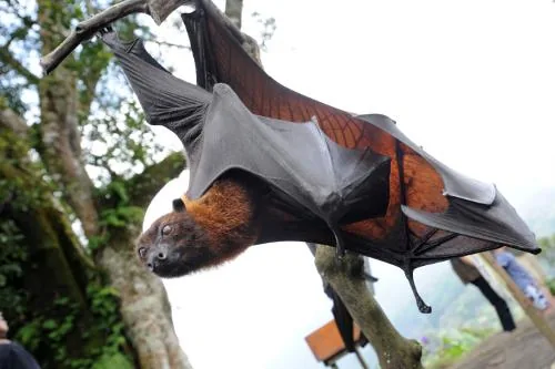 Indian flying fox