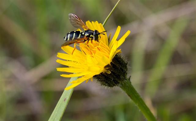 Wasp collecting pollen from a flower