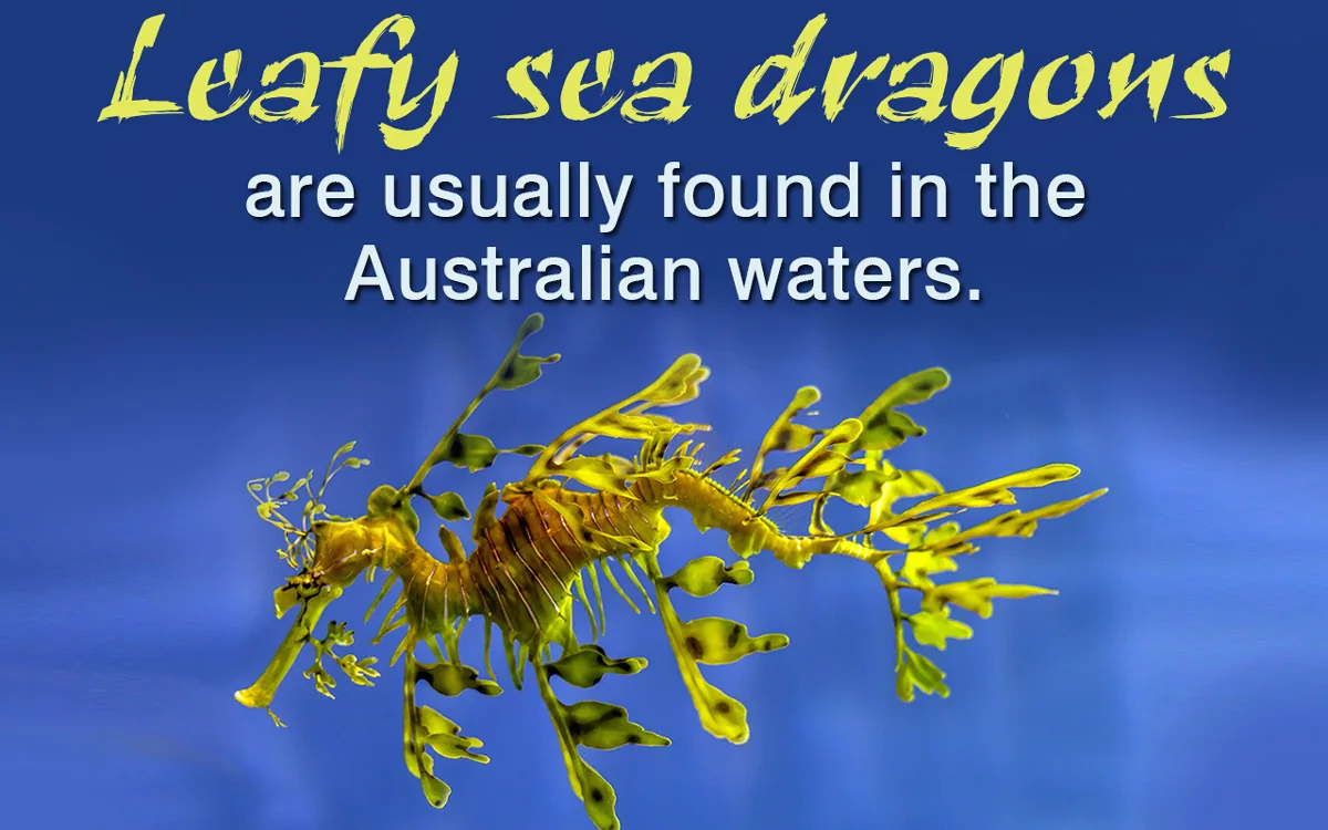 Leafy Sea Dragon Facts, the fish in full profile