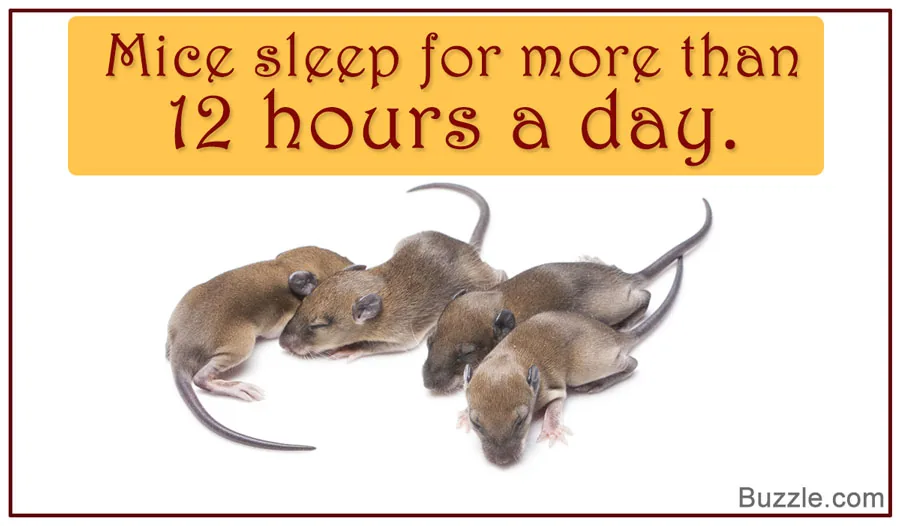 A mouse curled up sleeping, mice sleep more than 12 hours a day