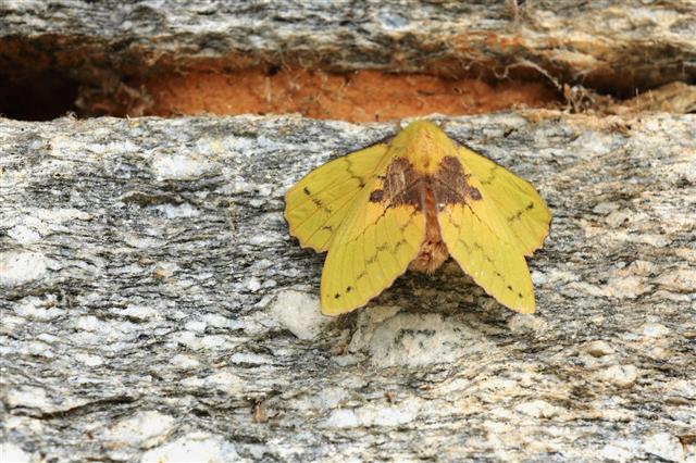 Large yellow moth