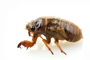 A juvenile cicada nymph, which has no wings yet.