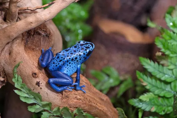 A vivid blue poison dart frog on a rainforest leaf