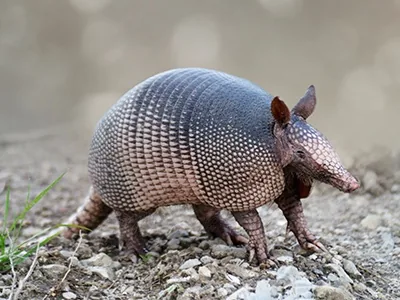 Nine-banded armadillo with a bony shell