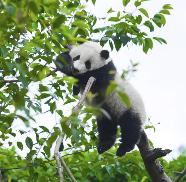 Panda lounging