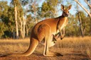 Amazing Aussie Animals