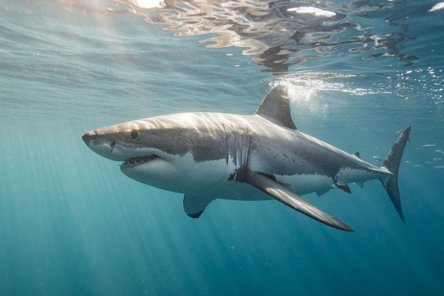 Shark conservation