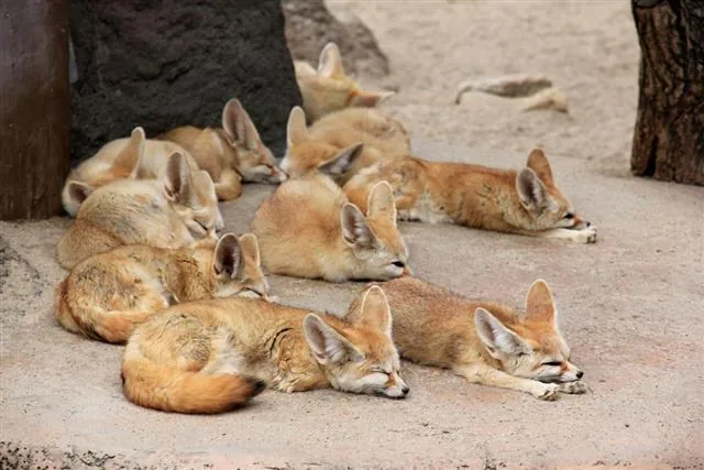 Fennec fox with huge ears resting in the desert