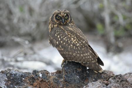 Short-eared Owl (Asio flammeus)