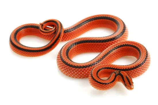 A bright orange snake with bold black stripes down its body