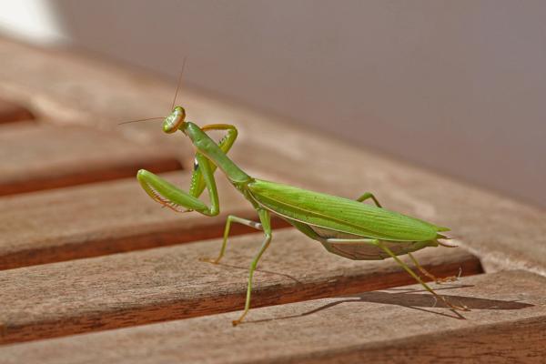 A praying mantis on a green leaf