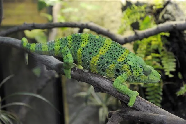 Chameleon sitting quietly in a tree, blending with the foliage