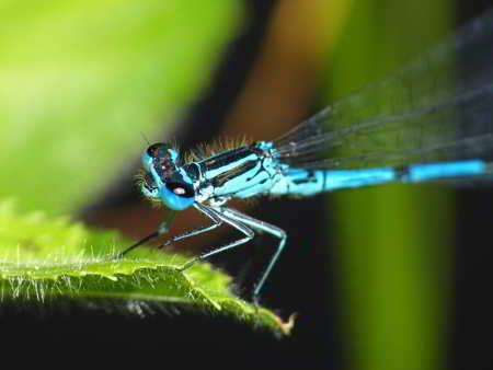 Blue Damselfly, a blue-colored animal