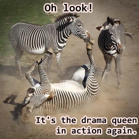 Dramatic zebra