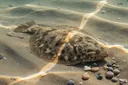 Ridiculously Fabulous Facts About Flounder Fish