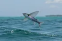 Amazing Facts About Flying Fish