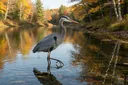 Freshwater Biome Animals That are Vital to the Environment