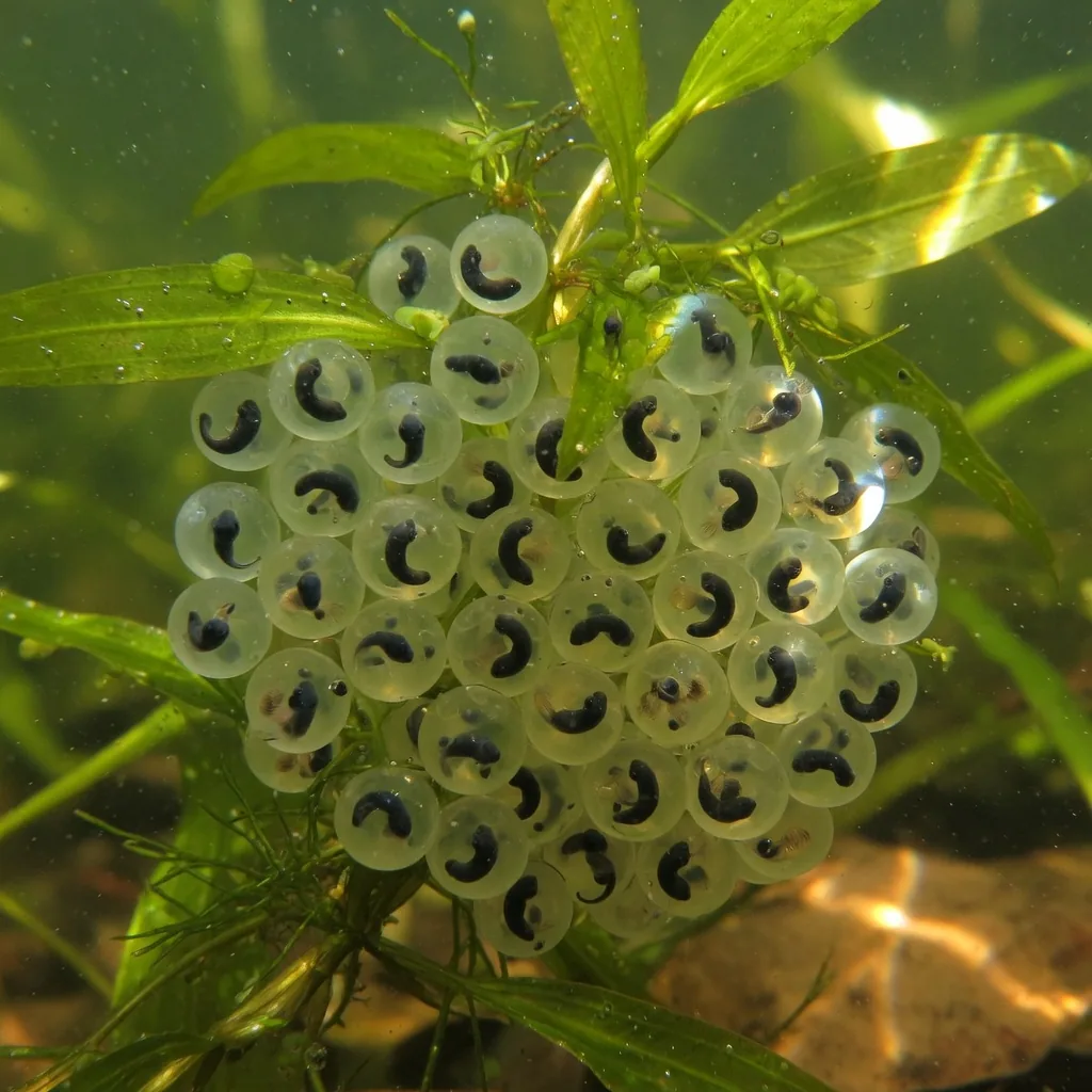 Cluster of frog eggs attached to pondweed underwater