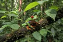Frog Habitat Facts With Stunning Pictures of Their Dwellings