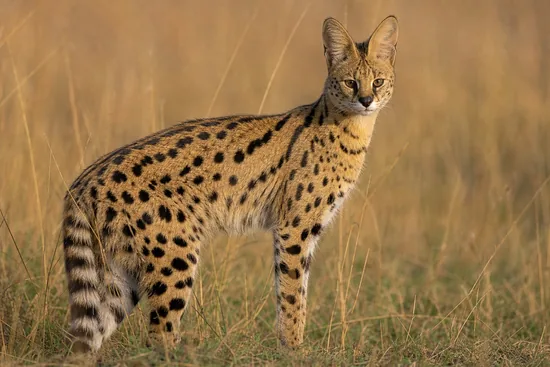 African Serval