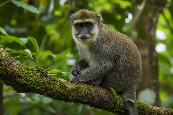 Blue Monkey
