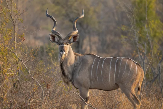 Greater Kudu