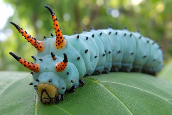 Hickory horned devil