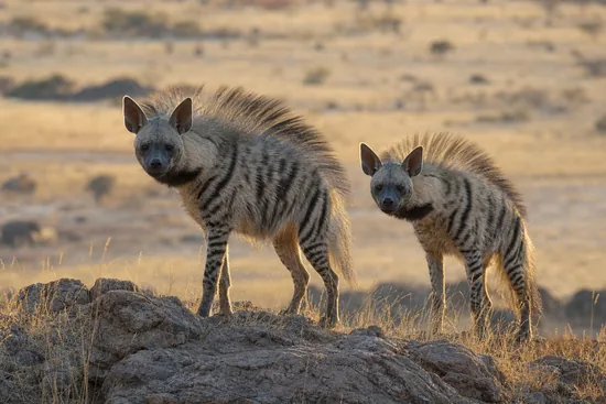 Striped Hyenas