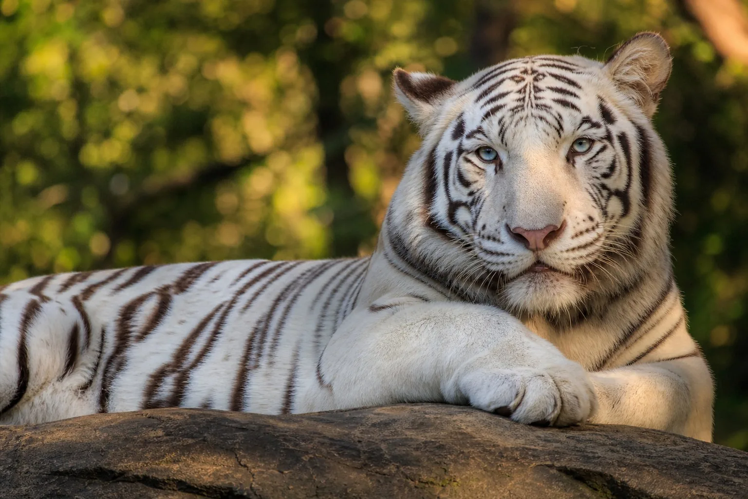 A white Bengal tiger resting with bold stripes and blue eyes