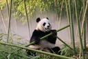 Giant Panda Behavior