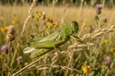 Grasshoppers: Habitat, Facts, Anatomy & Life Cycle