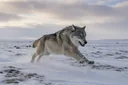 Gray Wolf Adaptations & Habitat