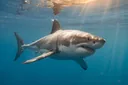 All About the Food and Habitat of the Great White Shark