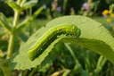 Green Caterpillar Identification