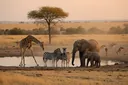 An A-Z List of Herbivore Animals, With Pictures | Animal Sake