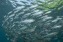 Really Striking Facts About Herring Fish