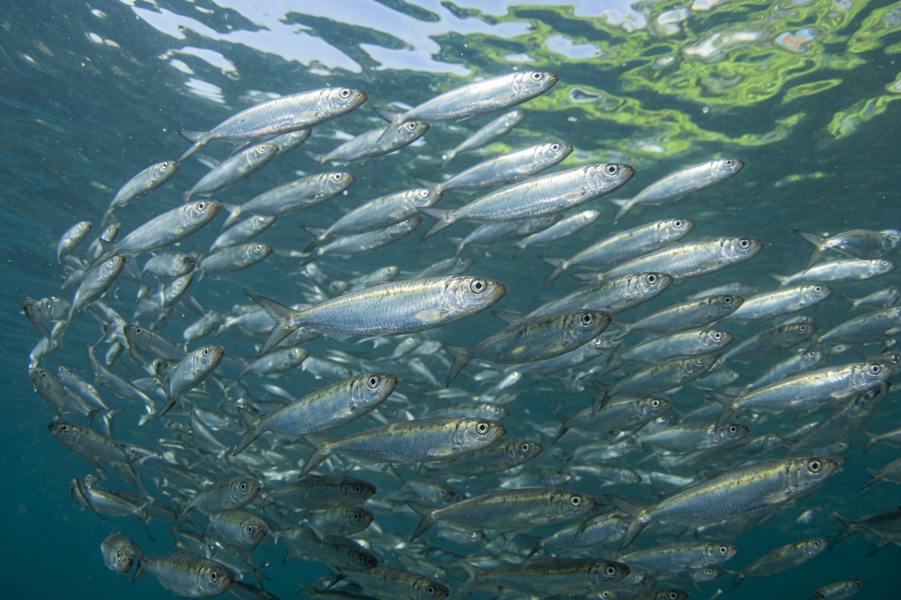 A large school of silver herring fish swims together in blue water beneath the sunlit surface.